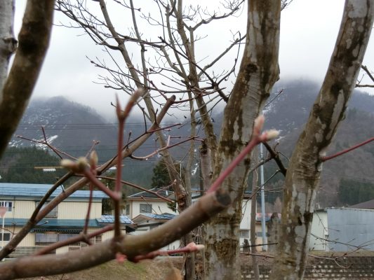 芽吹き