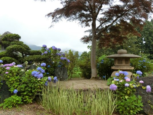 紫陽花が見頃