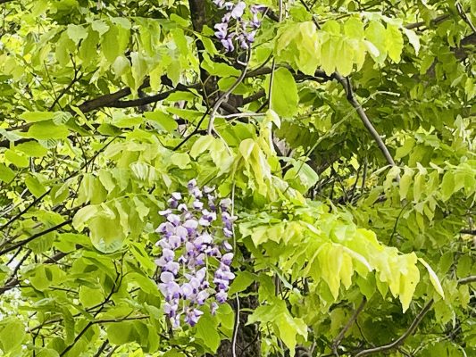 野の花
