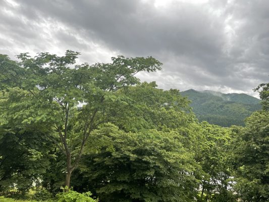 木々の緑