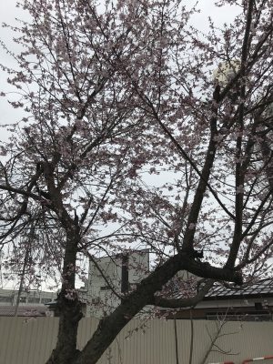 早生の桜