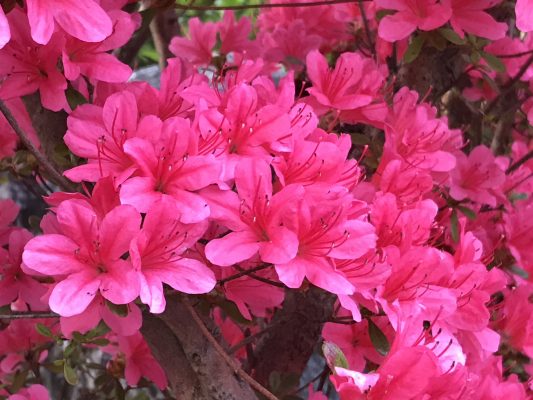 ツツジの花