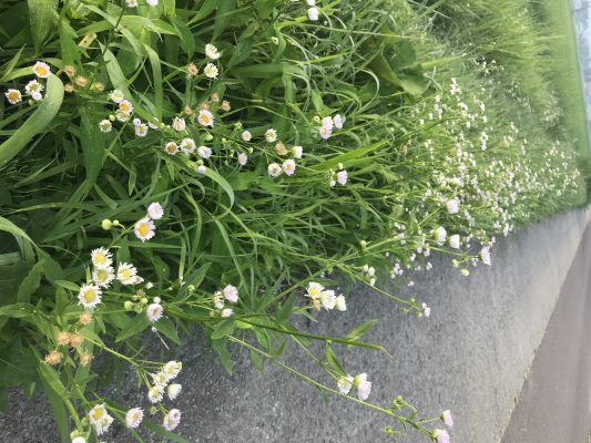 野の花