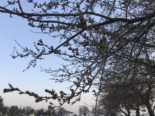 本州ファイナルの桜