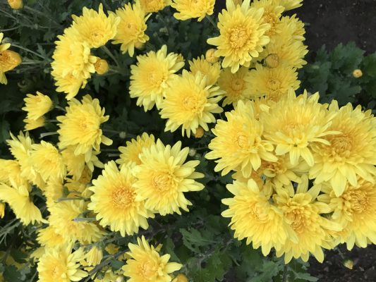 菊の花