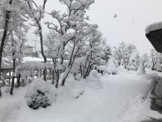 積もりました