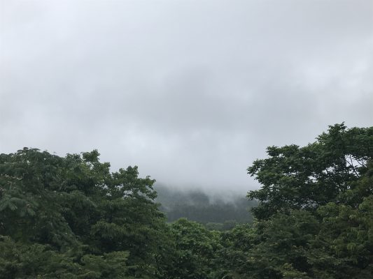 緑