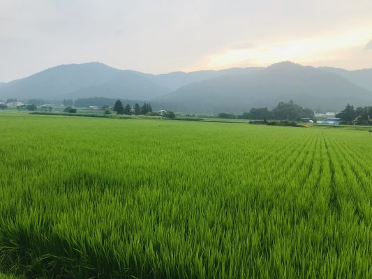 夏期休業