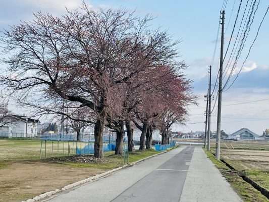勝手に開花宣言